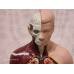 Cilvēka anatomijas modelis