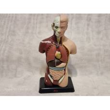 Cilvēka anatomijas modelis